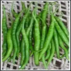 1778419167_tara chilli.webp